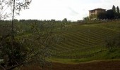 Vineyards