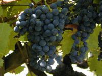 grapes wine Italy