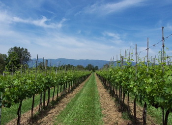 Chianti Wine & Castles Tour